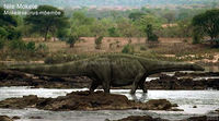 Тираннозавр мог нападать и на крупных зауропод.