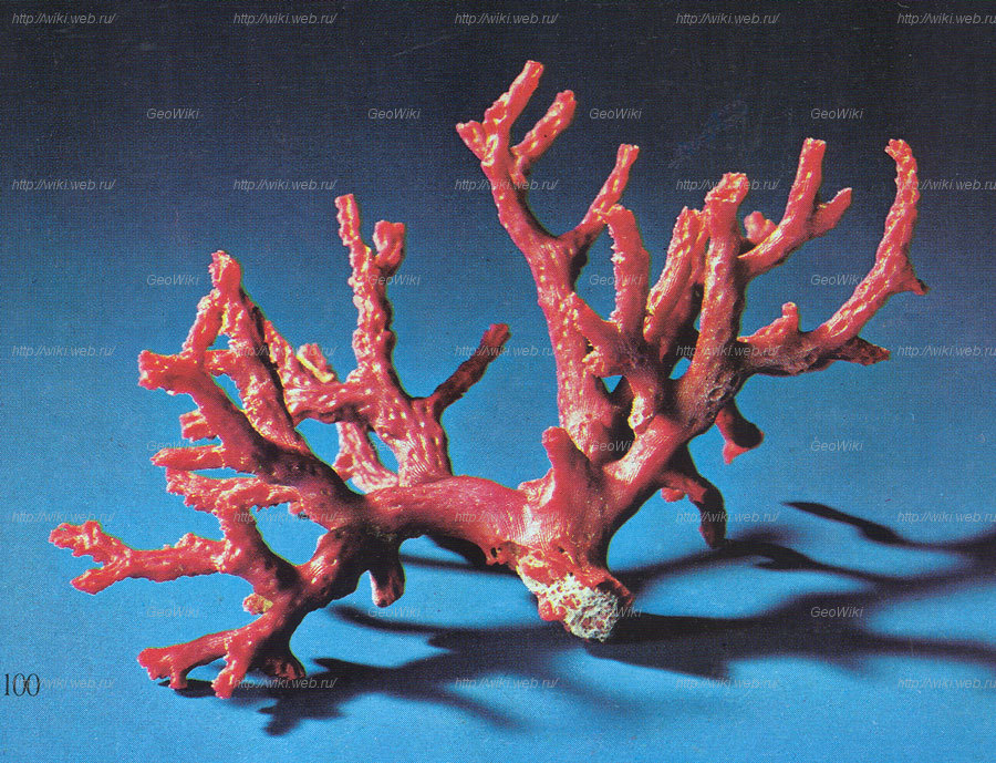 Скелет коралла. Коралловые полипы красный коралл. Скелет мадрепорового коралла. Красный коралл строение. Ланда коралл коралл.