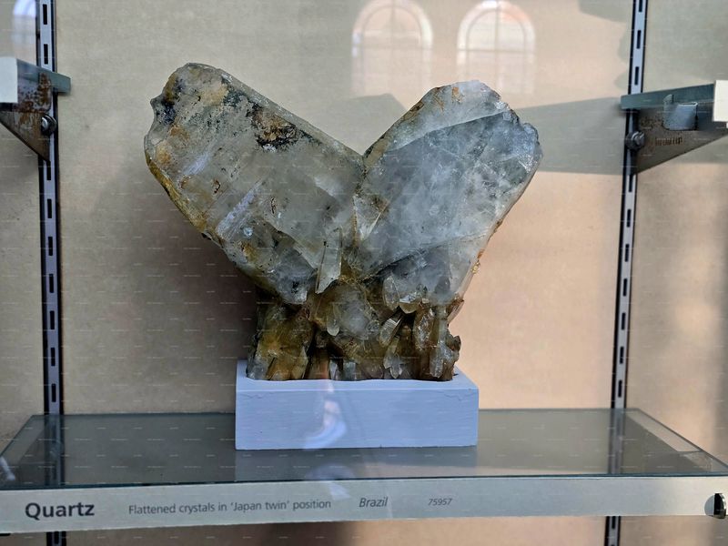 Файл:Japanese twin.jpg