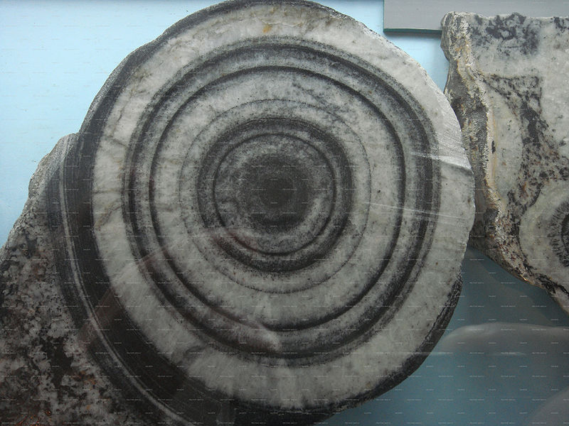 Файл:Orbikuliarniy granite td museumgeologiidokembria.jpg